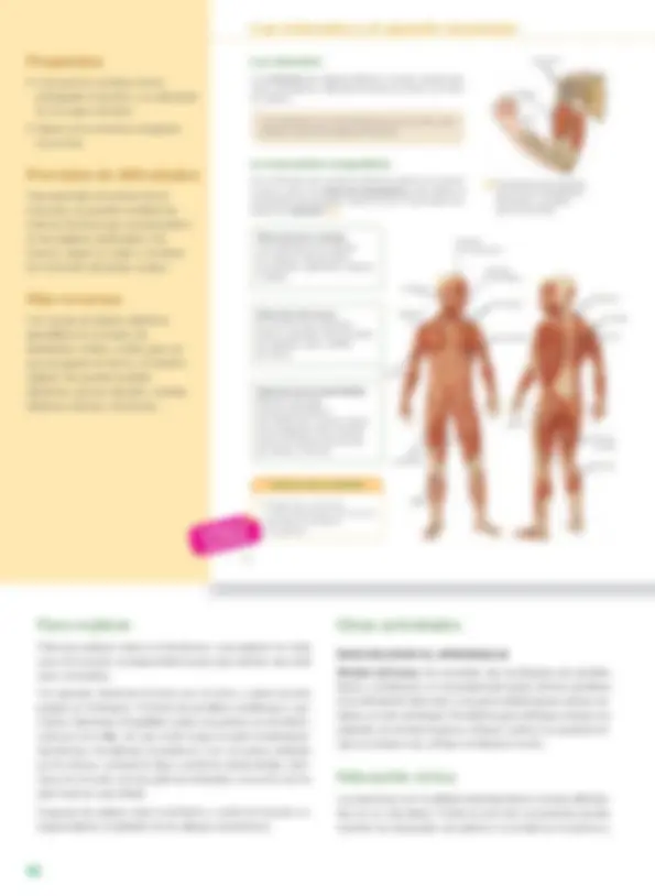 pf26