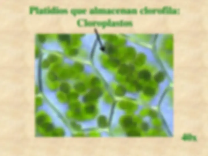 pf25
