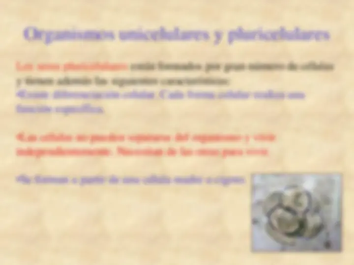 pf1e