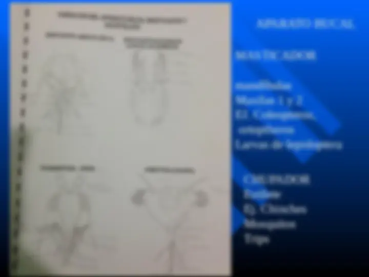 pf4