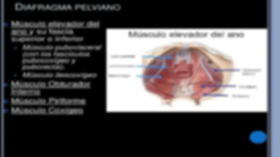prolapso de organos pelvicos | Diapositivas de Ginecología | Docsity