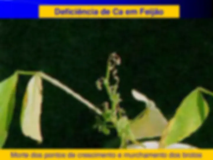 pf24