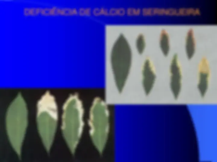 pf2f