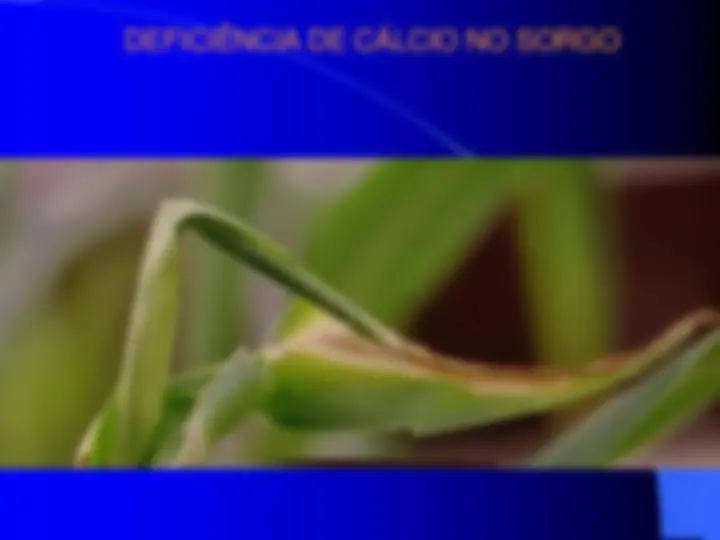 pf34
