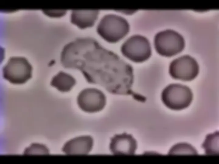 pf26