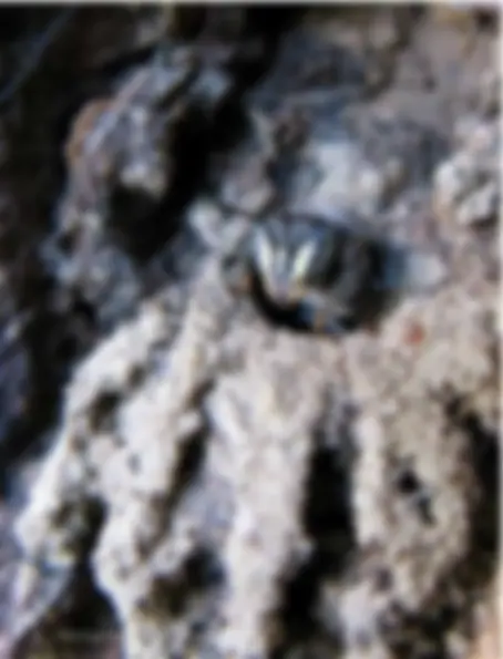 pf5e