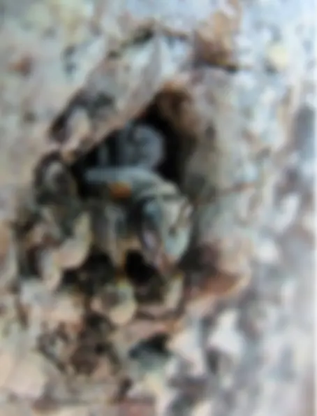 pf5a