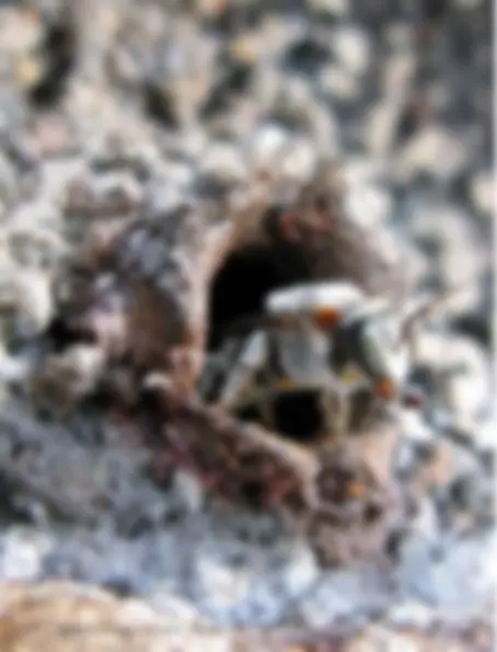 pf8