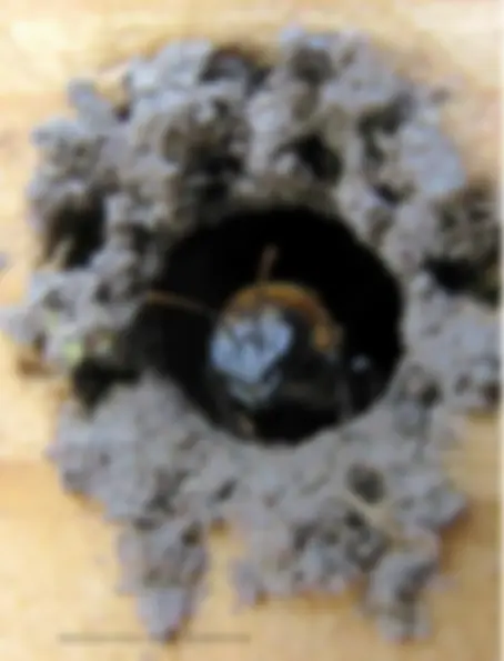 pf3e