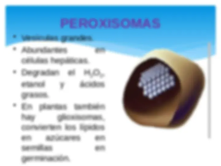 pf29