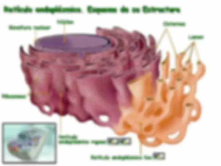 pf1b