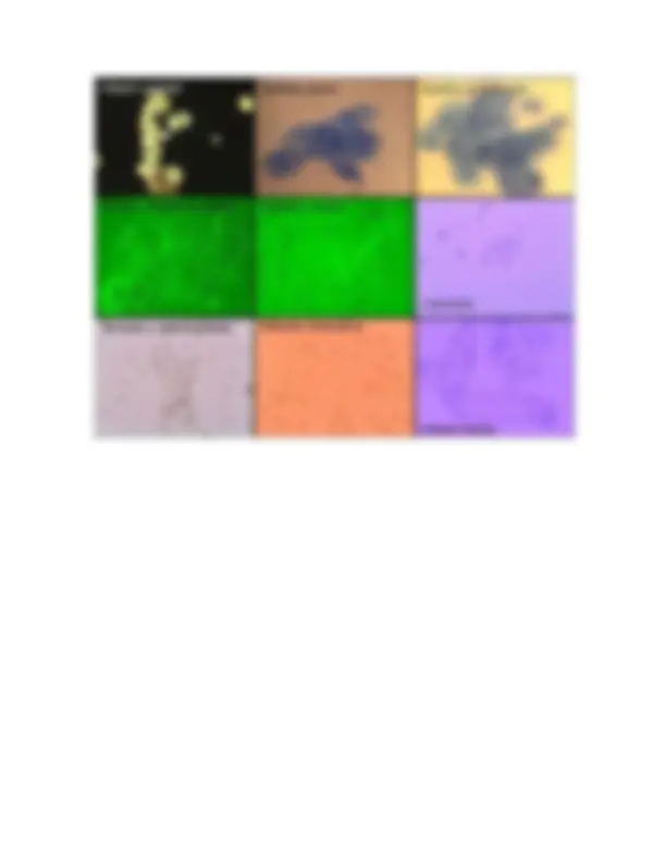 pfe