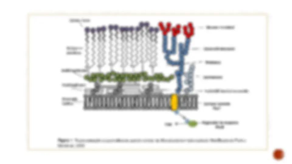 pf4