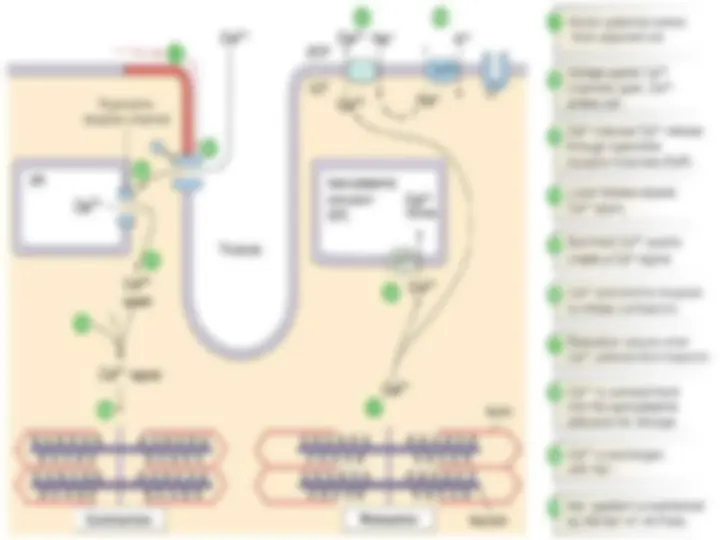 The Role and Regulation of Calcium in Cardiac Myocytes | Slides ...
