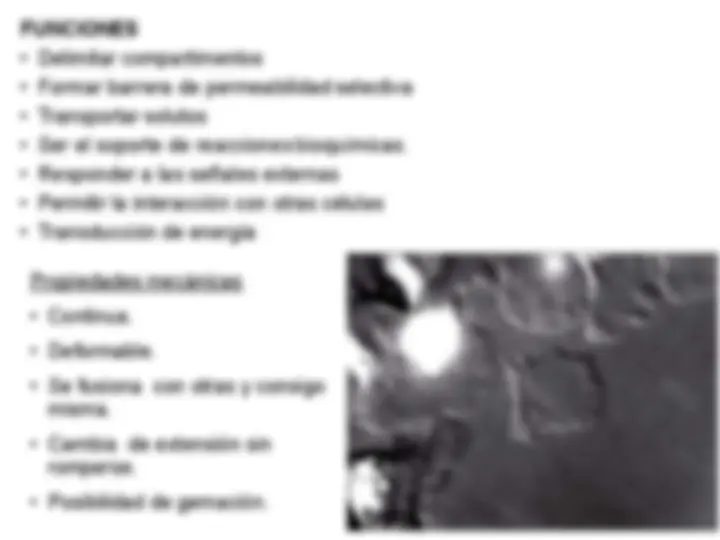 pf4