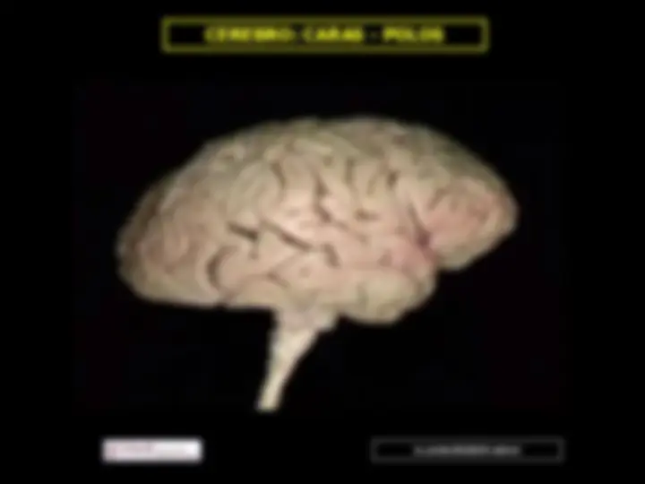 pfa