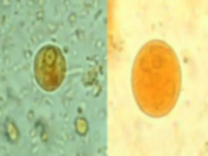 pf1b