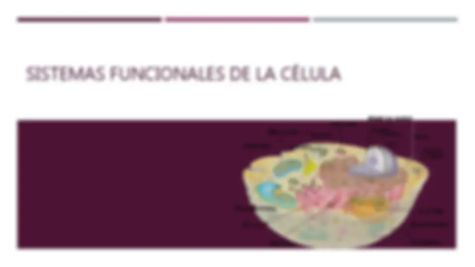pf19