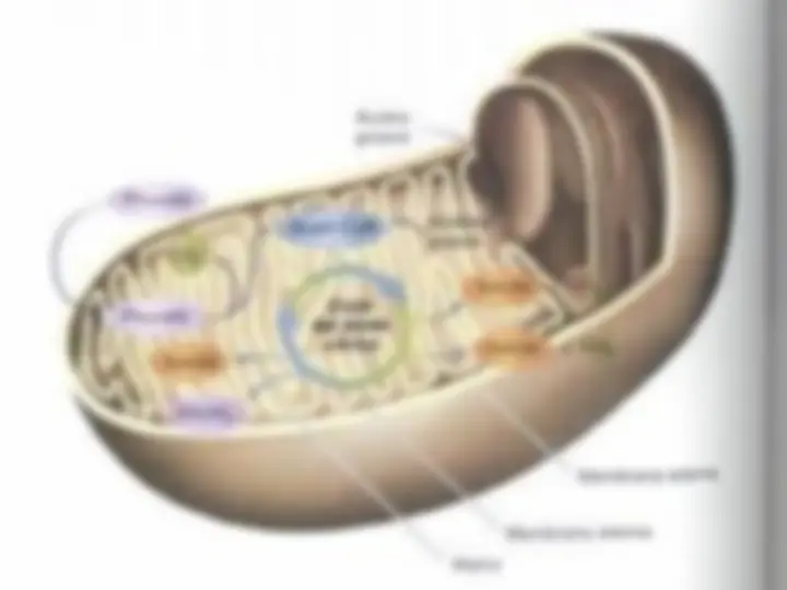 pfa