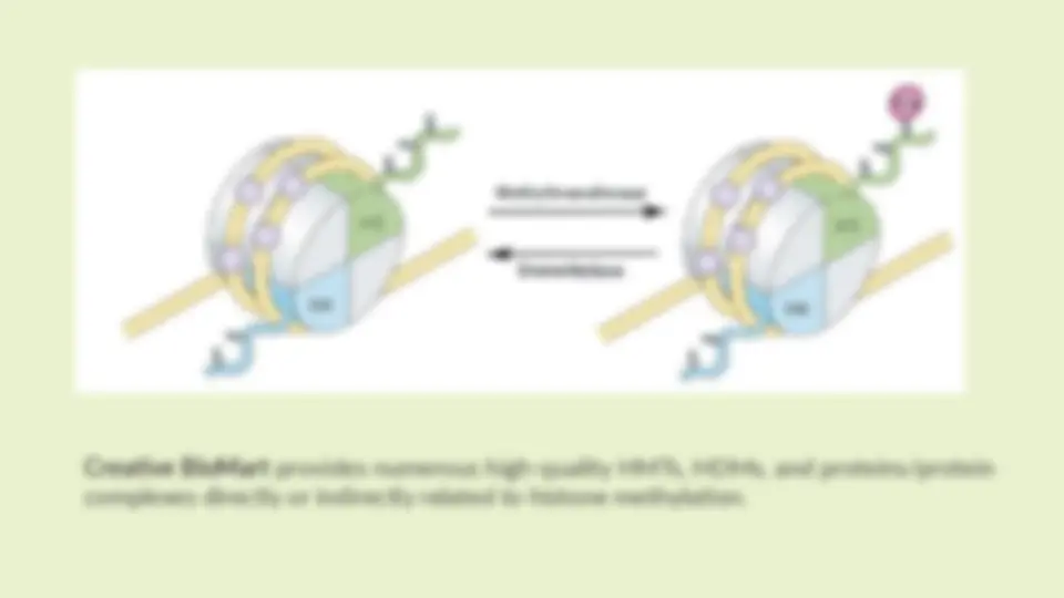 Histone Methylation: A Stable Epigenetic Modification Regulating Gene ...