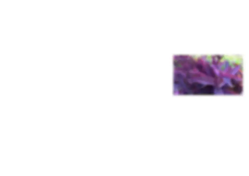 pfe