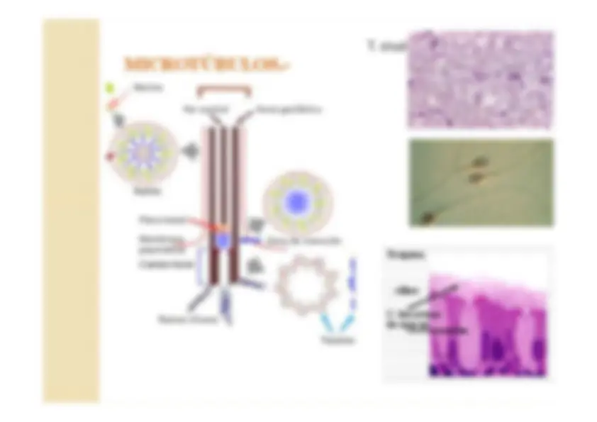 pf22
