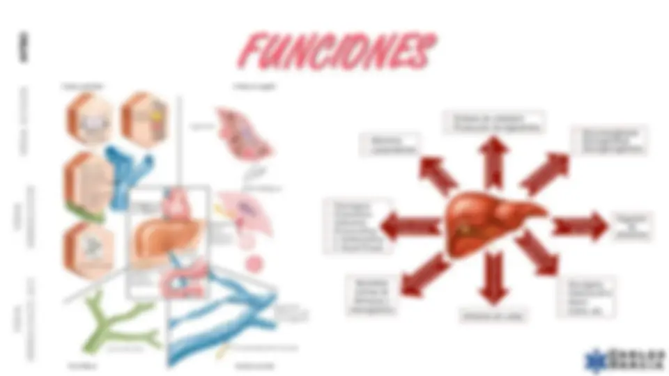 pf4