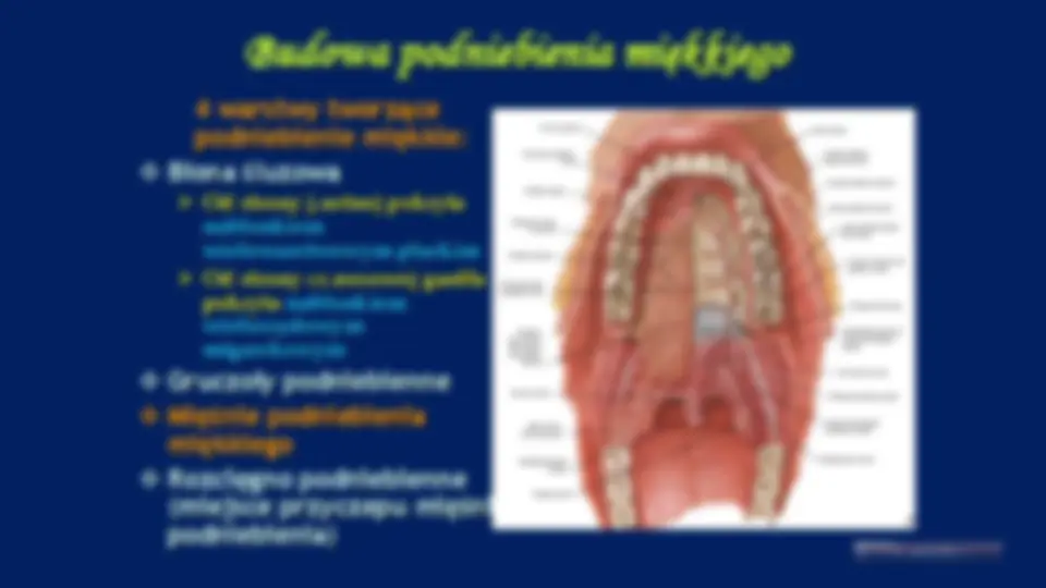 pf13