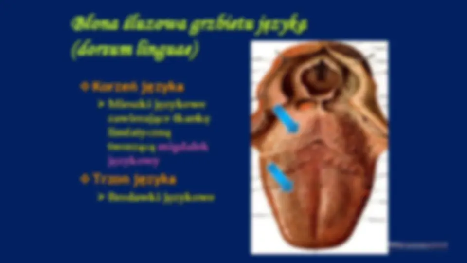pf29