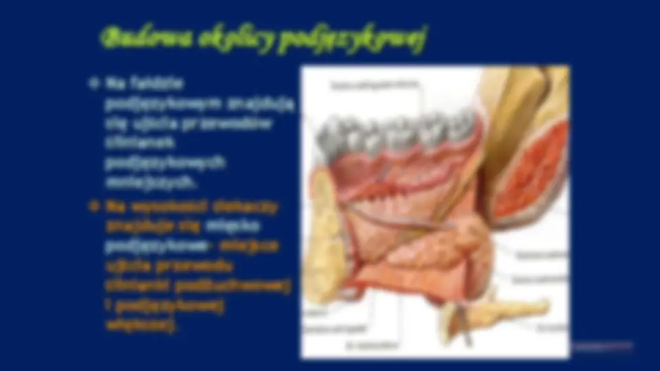 pf26