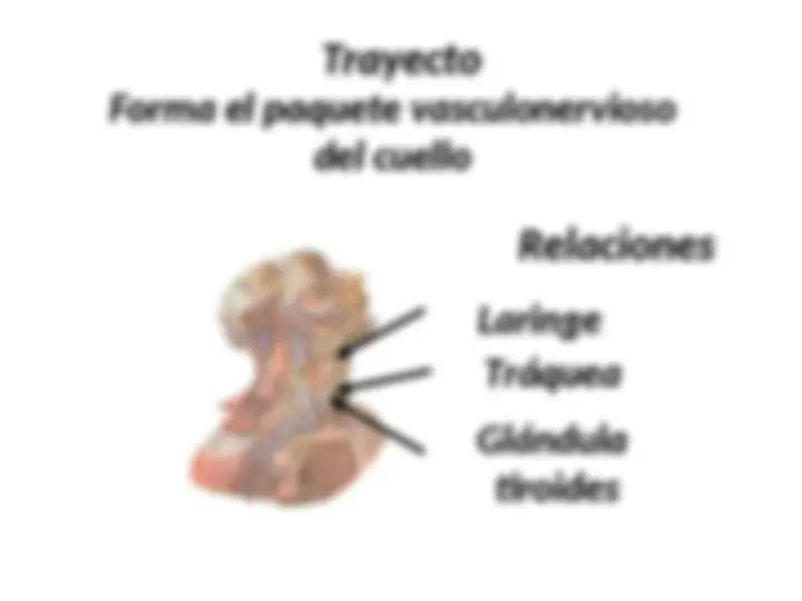pf31