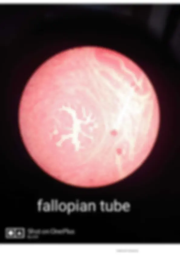pf3f