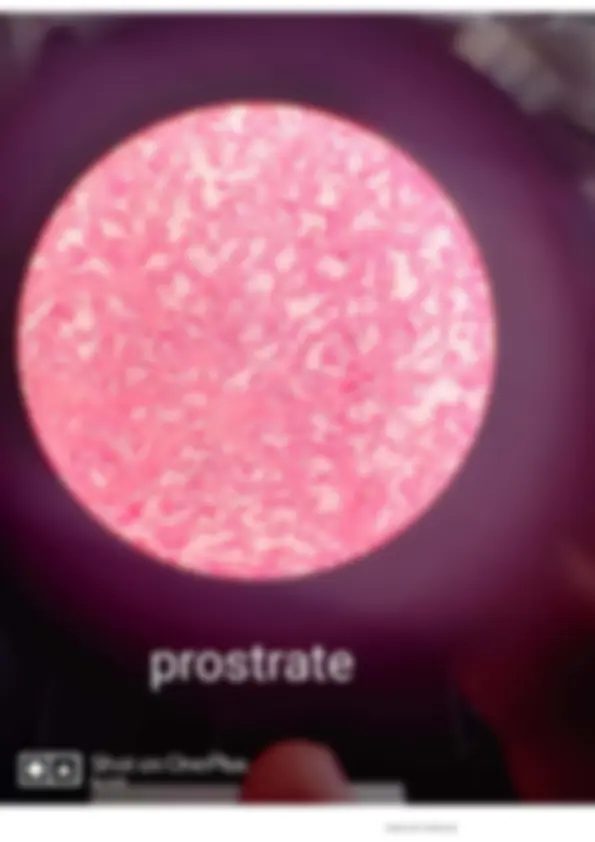 pf19