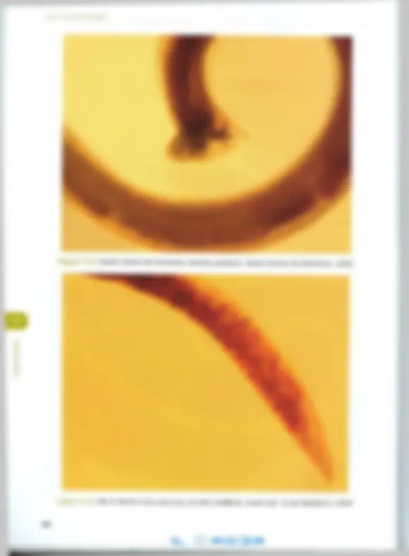 pf4e