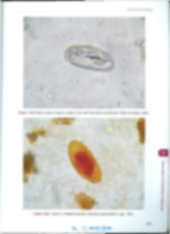 pf62