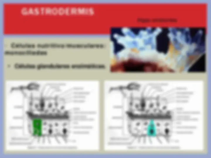 HIDROZOOS MEDUSAS HIDROIDES | Apuntes de Biología | Docsity