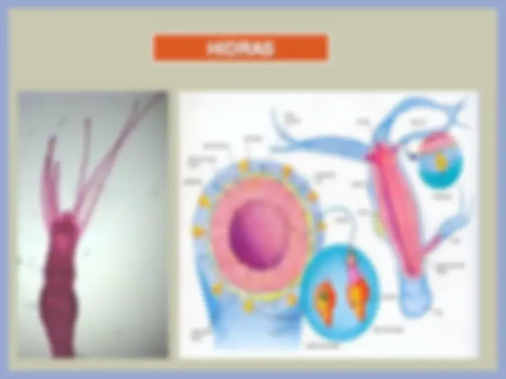HIDROZOOS MEDUSAS HIDROIDES | Apuntes de Biología | Docsity