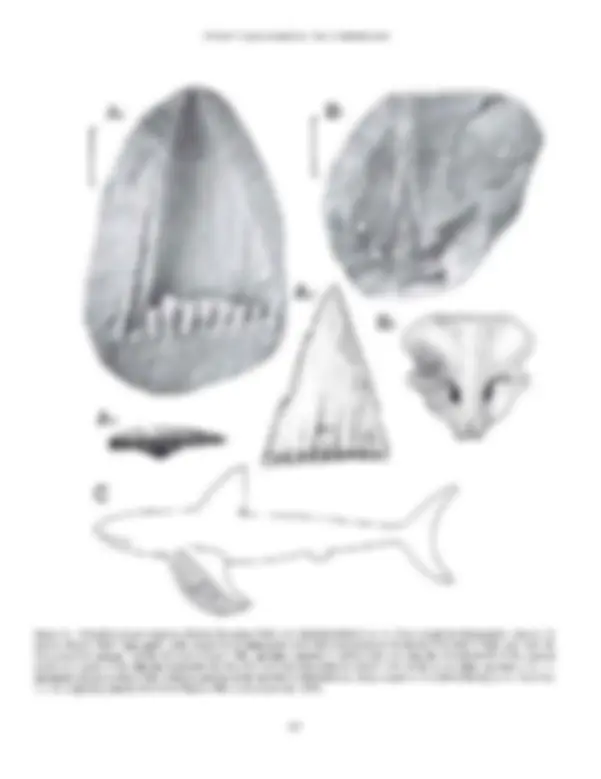 pf21