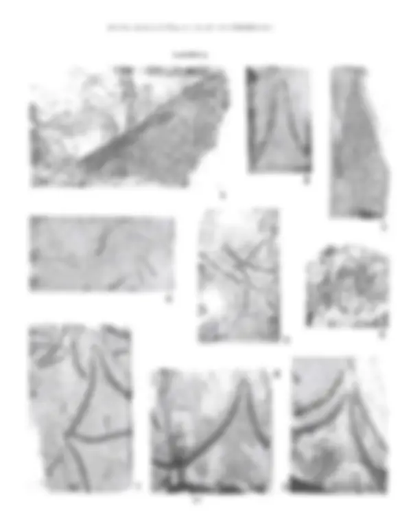 pf28