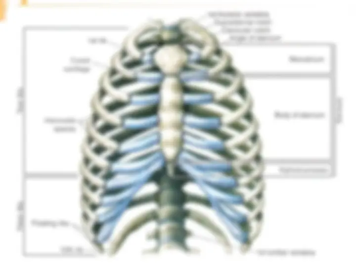 Torax Simple anatomia normal de torax | Diapositivas de Anatomía | Docsity
