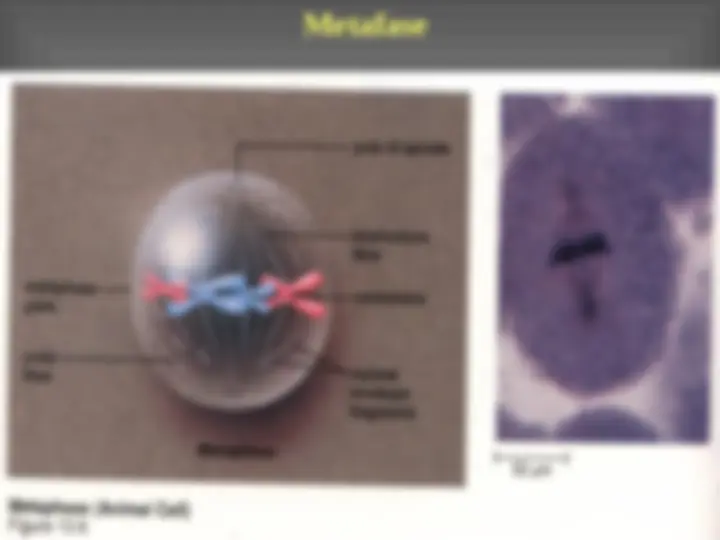 pf18