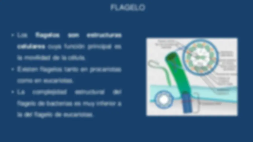pf1b