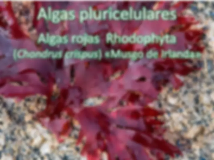 pf24