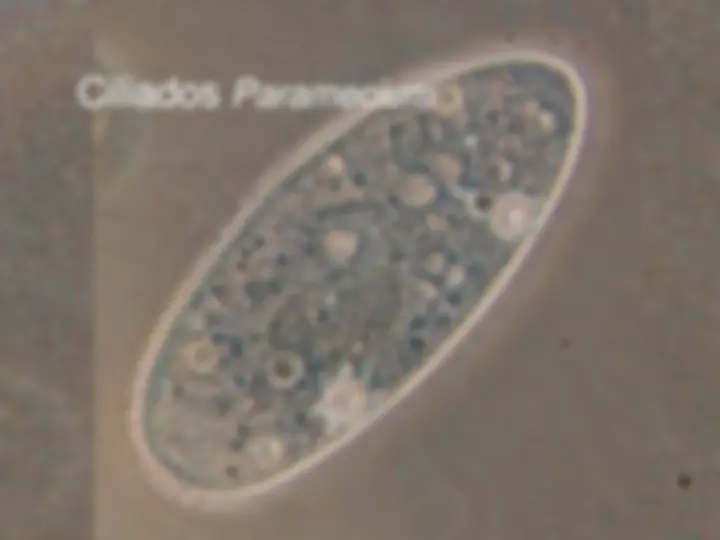 pf1b