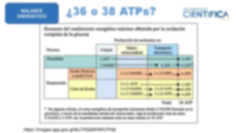 pf1f
