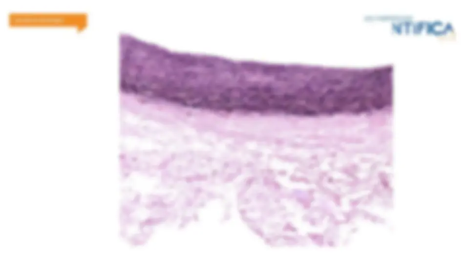 pf16