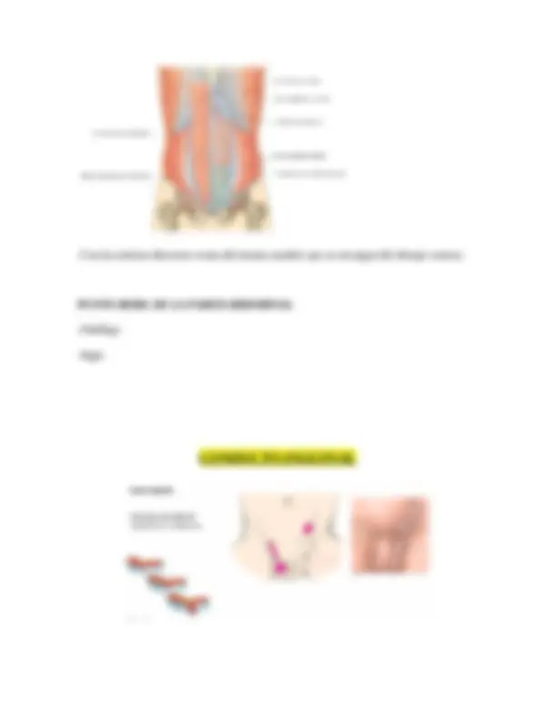 Anatomía del Abdomen: Pared Abdominal, Cavidad Abdominal y Aberturas ...
