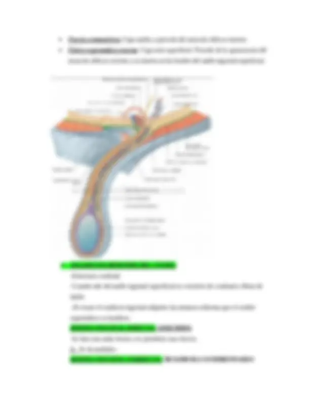 Anatomía del Abdomen: Pared Abdominal, Cavidad Abdominal y Aberturas ...