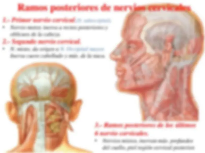 pf4