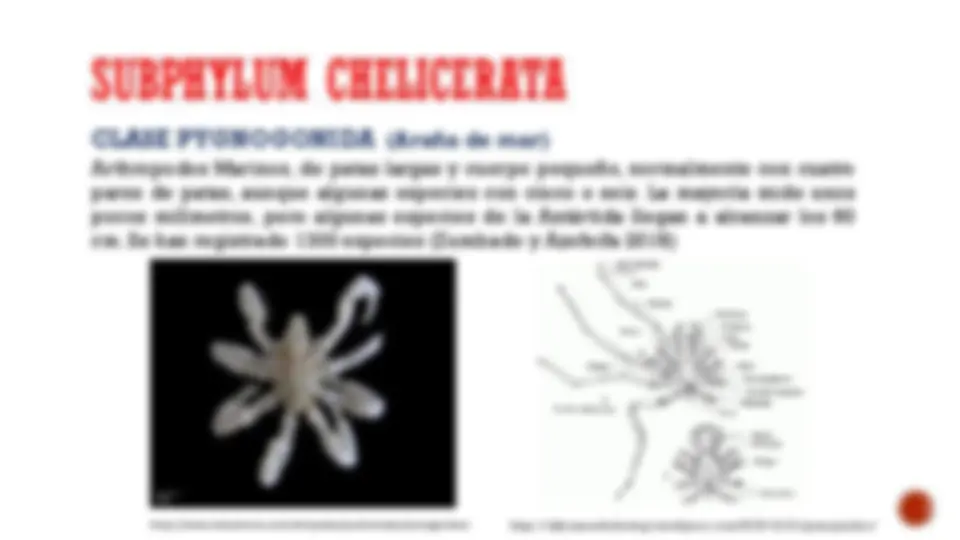 INTRODUCCIÓN AL PHYLUM ARTHROPODA | Diapositivas de Entomología | Docsity